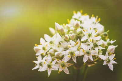 Close-up of white flowering plant