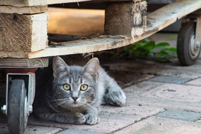 Portrait of cat