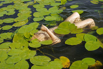 Leaves floating on a lake