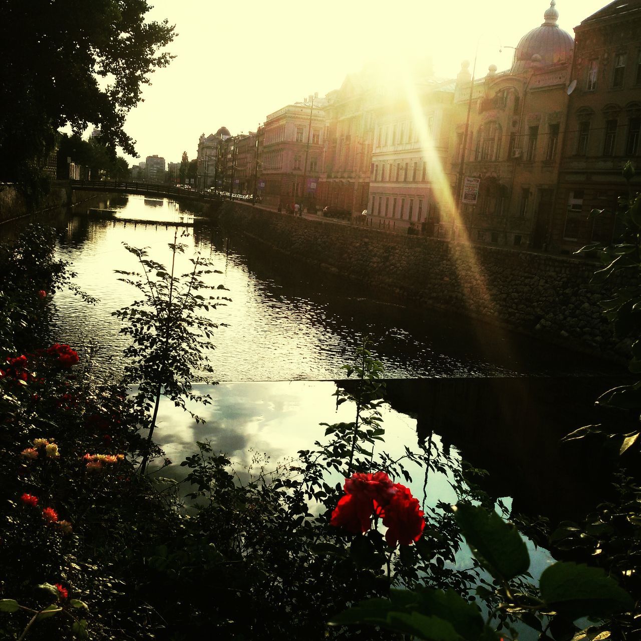 water, reflection, building exterior, sun, architecture, built structure, sunlight, growth, plant, tree, sunbeam, leaf, nature, sky, lake, outdoors, flower, freshness, lens flare, red