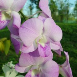 Close-up of pink flowers blooming outdoors