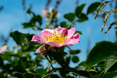 Close-up of pink flowering plant