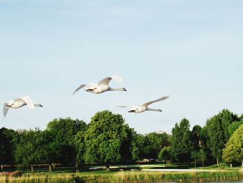 Seagulls flying over lake against sky