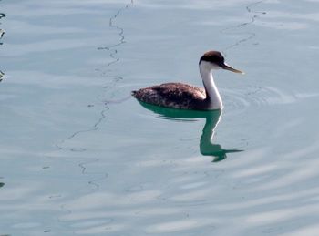 Duck swimming in lake