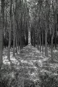 View of trees growing in forest