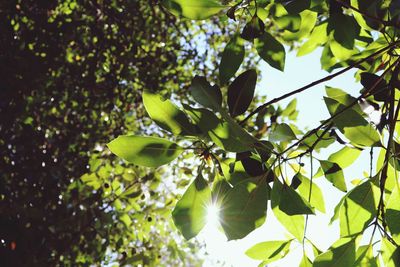 Low angle view of tree