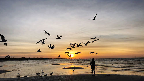 Silhouette birds flying over beach against sky during sunset