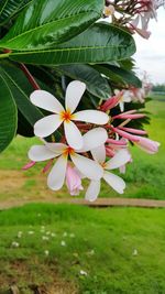 Close-up of pink flowers blooming in park