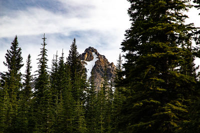 Low angle view of trees against sky