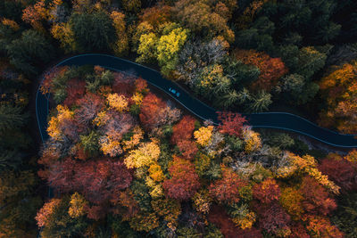 High angle view of trees during autumn