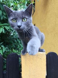 Close-up portrait of cat sitting outdoors