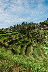 High angle view of tegallalang rice terraces on bali