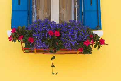 Close-up of potted plant against wall