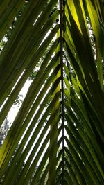Low angle view of palm tree