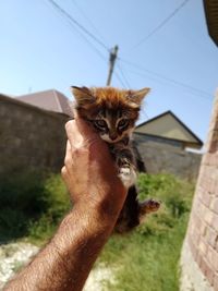 Close-up of a hand holding cat