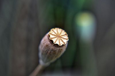 Close-up of flower on dry leaf