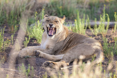 Close up view of roaring lioness  in african savannah, madikwe game reserve, south africa