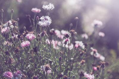 Close-up of purple flowering plant