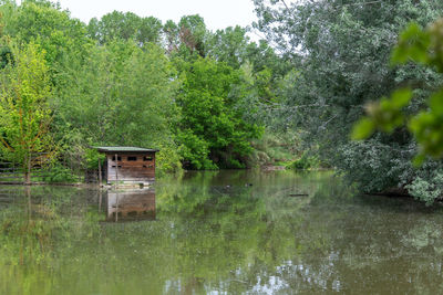 Scenic view of lake in forest