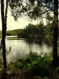 Scenic view of lake in forest against sky