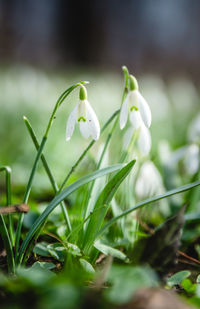 Close-up of white flowers blooming outdoors