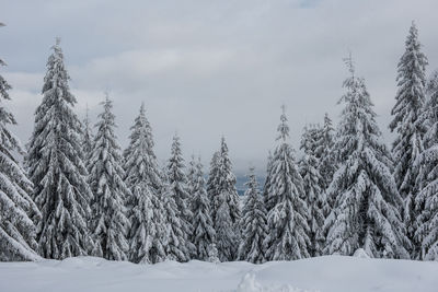 Pine trees in forest against sky during winter