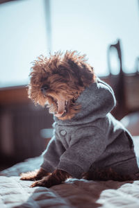 Small dog sitting on bed at home