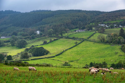 Sheep grazing in a field