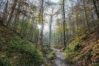 Trees growing in forest