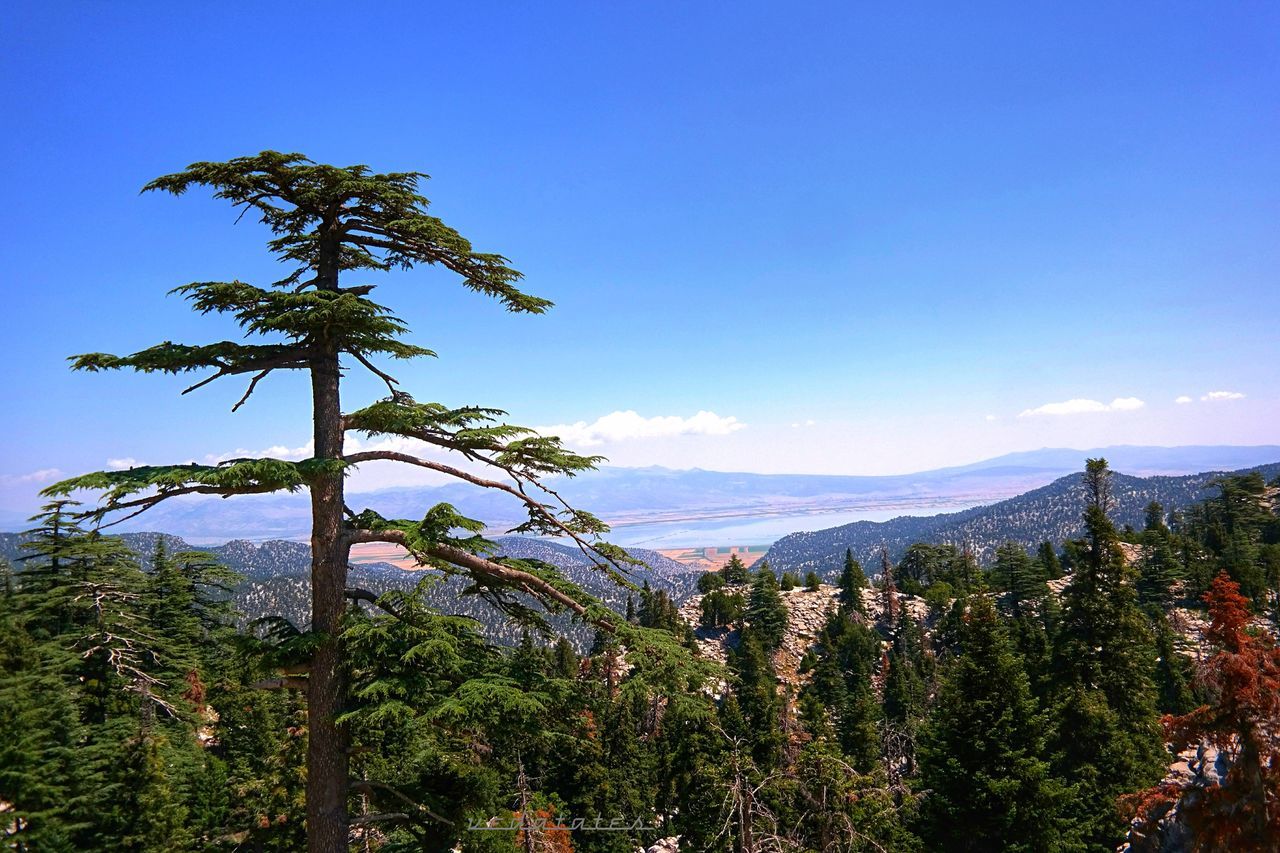 tree, tranquility, mountain, tranquil scene, beauty in nature, scenics, blue, growth, nature, sky, landscape, clear sky, green color, mountain range, idyllic, non-urban scene, lush foliage, plant, copy space, low angle view