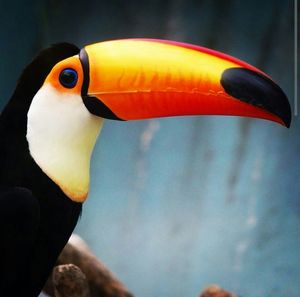 Close-up of toco toucan