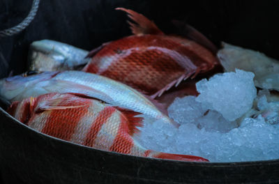 Close-up of fish for sale