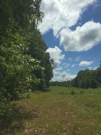 Trees on field against sky