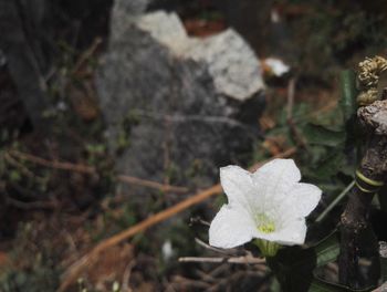 Close-up of flower blooming outdoors