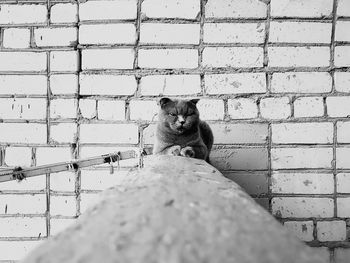 Low angle view of cat on wall