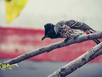 Close-up of bird perching on branch