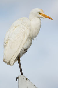 Low angle view of bird perching on the sky