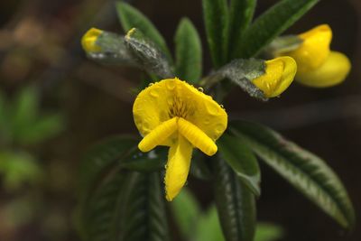 Close-up of yellow flowering plant