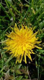 Close-up of yellow flower blooming outdoors