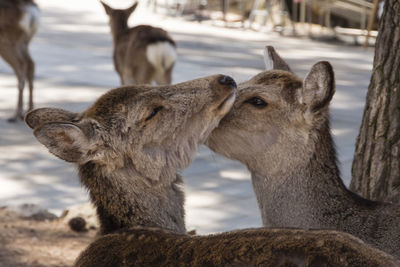 Close-up of sheep on field