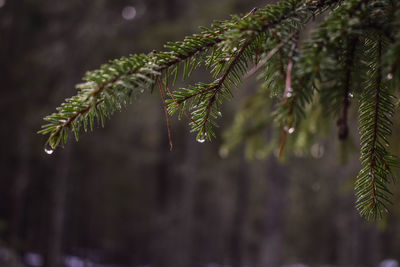 Raindrops on pine tree