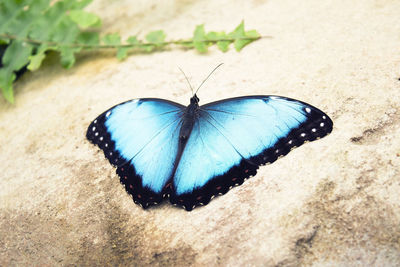 High angle view of butterfly on flower