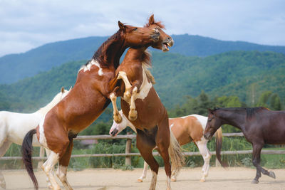 Horses on field against sky