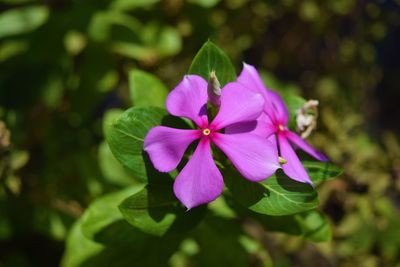 Close-up of pink flowering plant