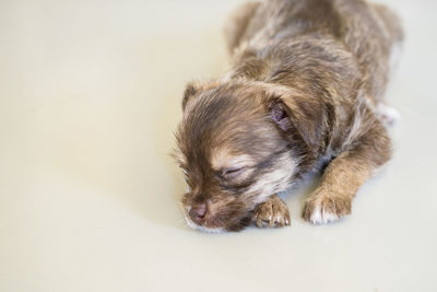 Close-up of dog sleeping on white background