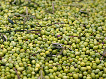 Full frame shot of fresh green olives for sale at market