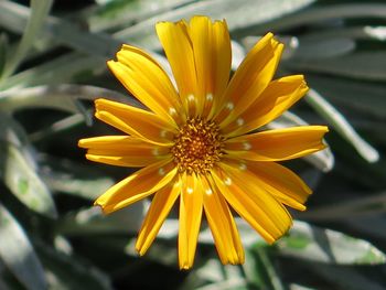 Close-up of yellow flower blooming outdoors