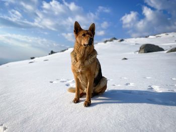 Selective focus of german shepherd dog resting on the snow in the mountains