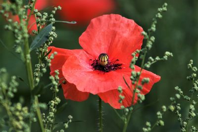 Close-up of bee pollinating on flower