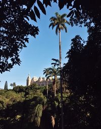 Palm trees against clear sky